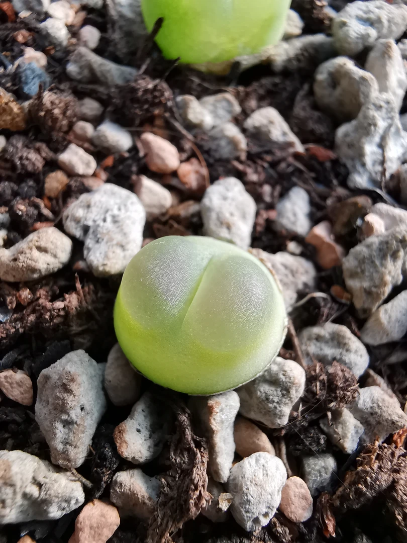 拉登SH1200 肉锥 一物一拍 联系客服挑选 多肉植物