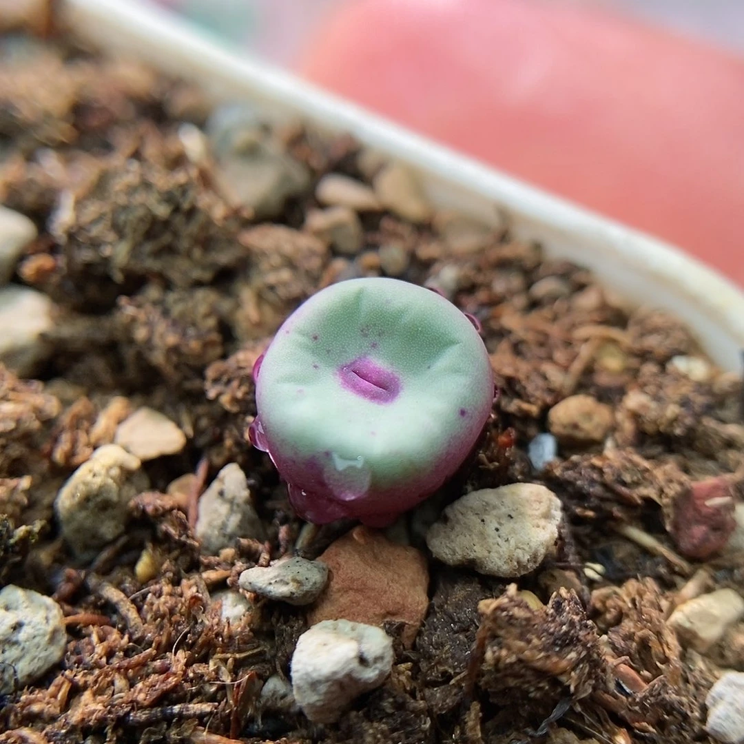 1380B临近种一棵。 包邮