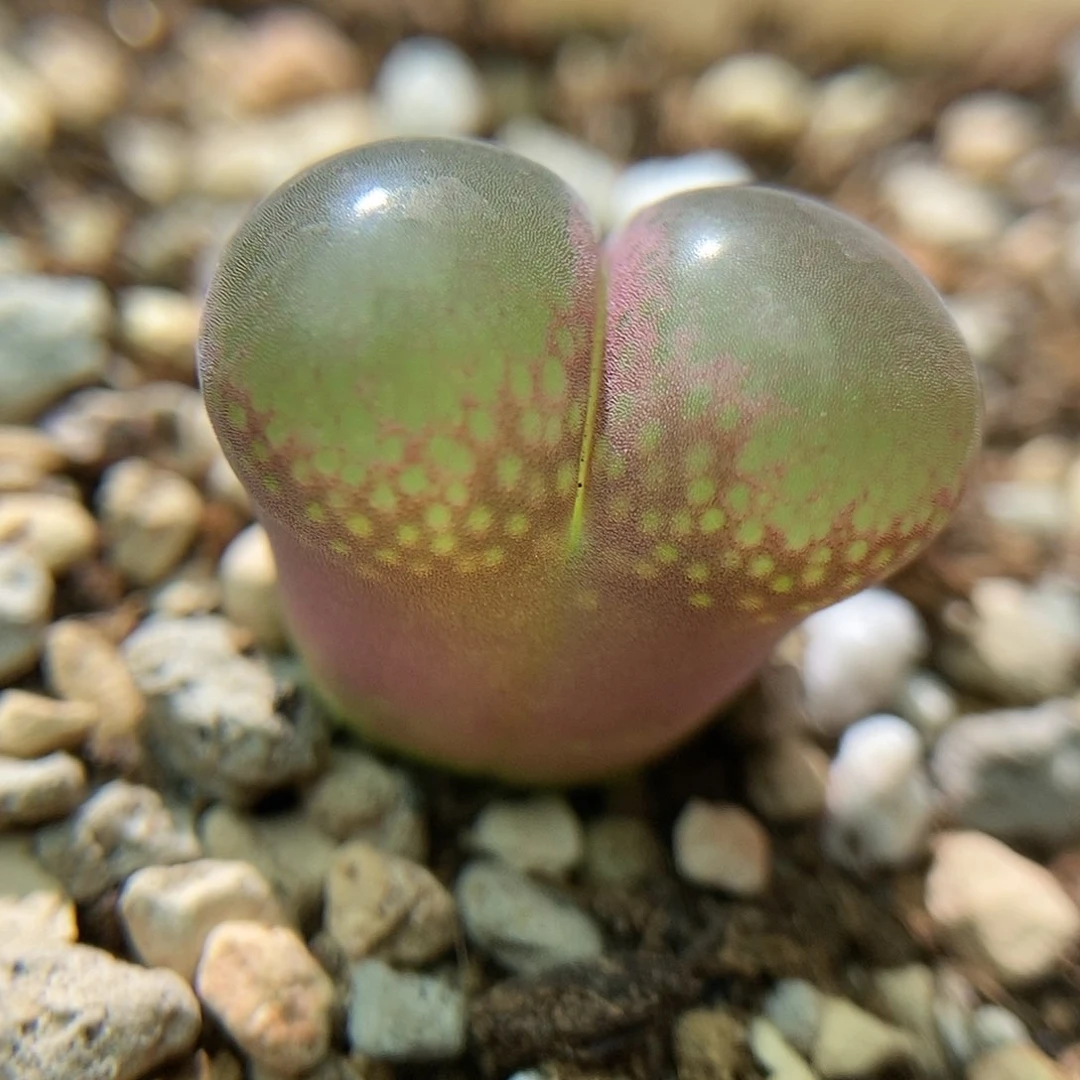 MG1822风铃一颗4年