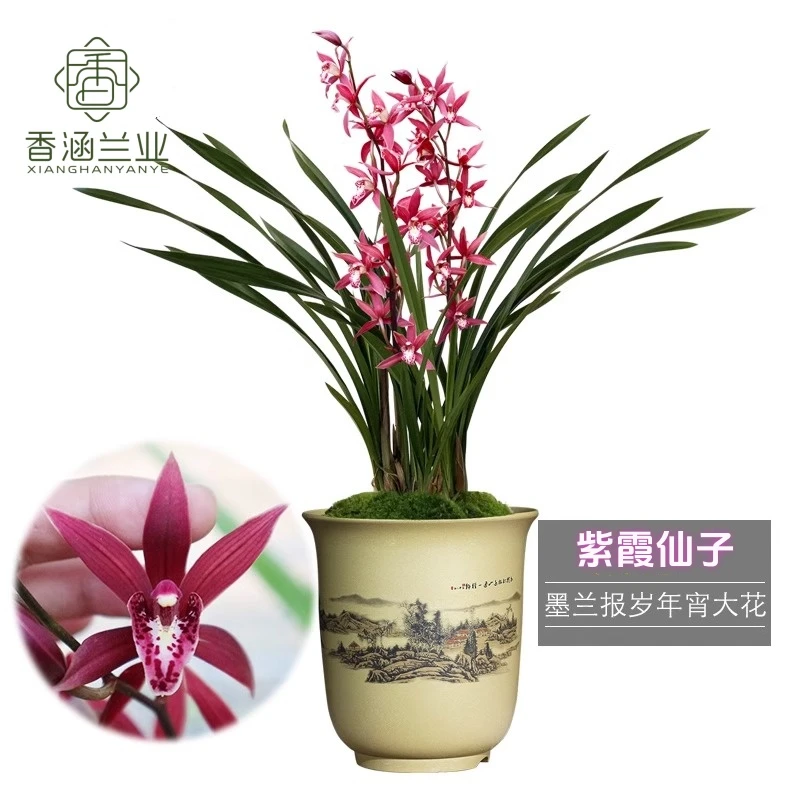 墨兰【紫霞仙子】浓香型客厅带花苞兰花多花花期长带国风盆报岁兰