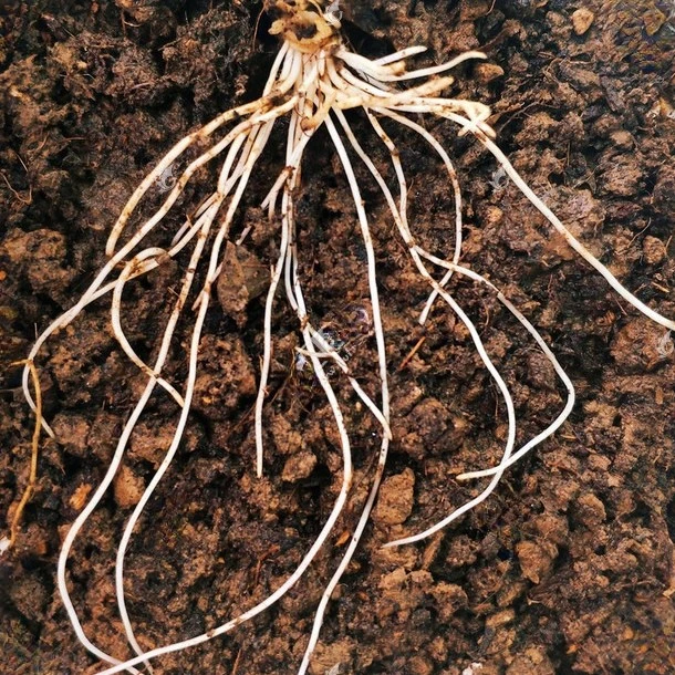 根卫蔬菜农作物根部根系防护产品