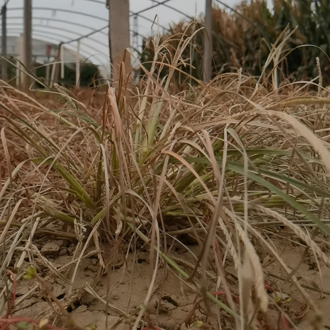 龙灯好立达除草剂烂根(果园和白地,荒地使用,玉米田禁用)园林物资