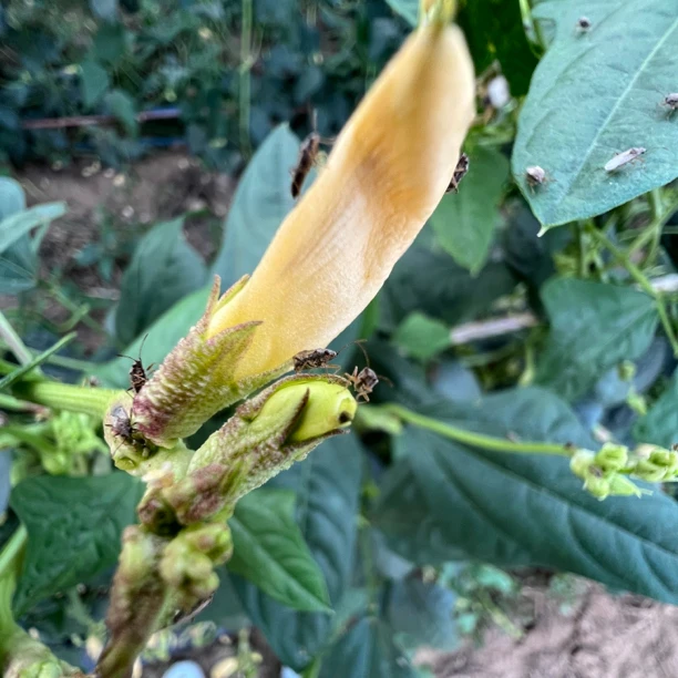 【全能产品组合5桶水】地老虎绿盲蝽蚂蚁苍蝇蚜虫腻虫