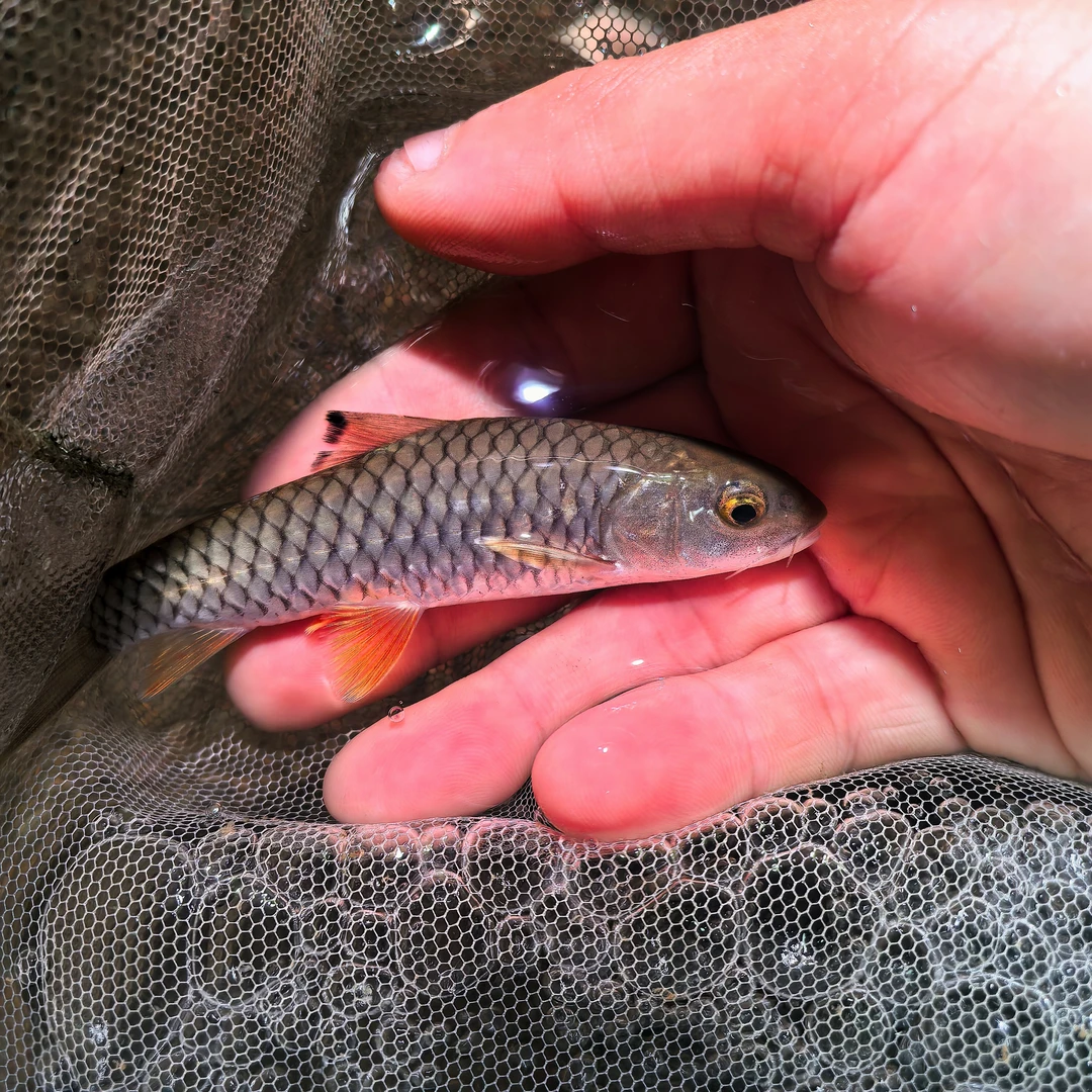 小军鱼将军鱼淡水鱼黄娟鱼光倒刺鲃好养鱼缸广温皮实杂食性小军鱼