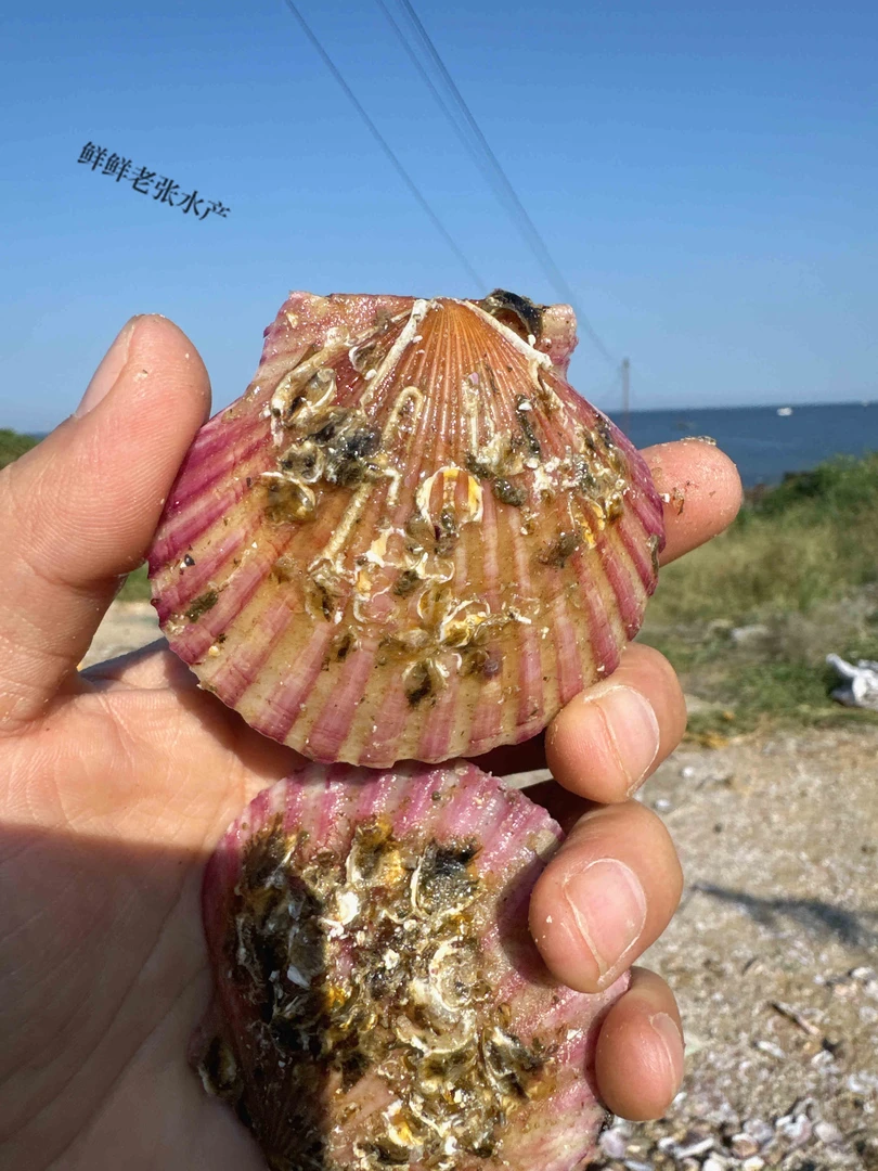 B鲜活小红贝5斤【一斤12-16包鲜不包活】壳不好看但是肥