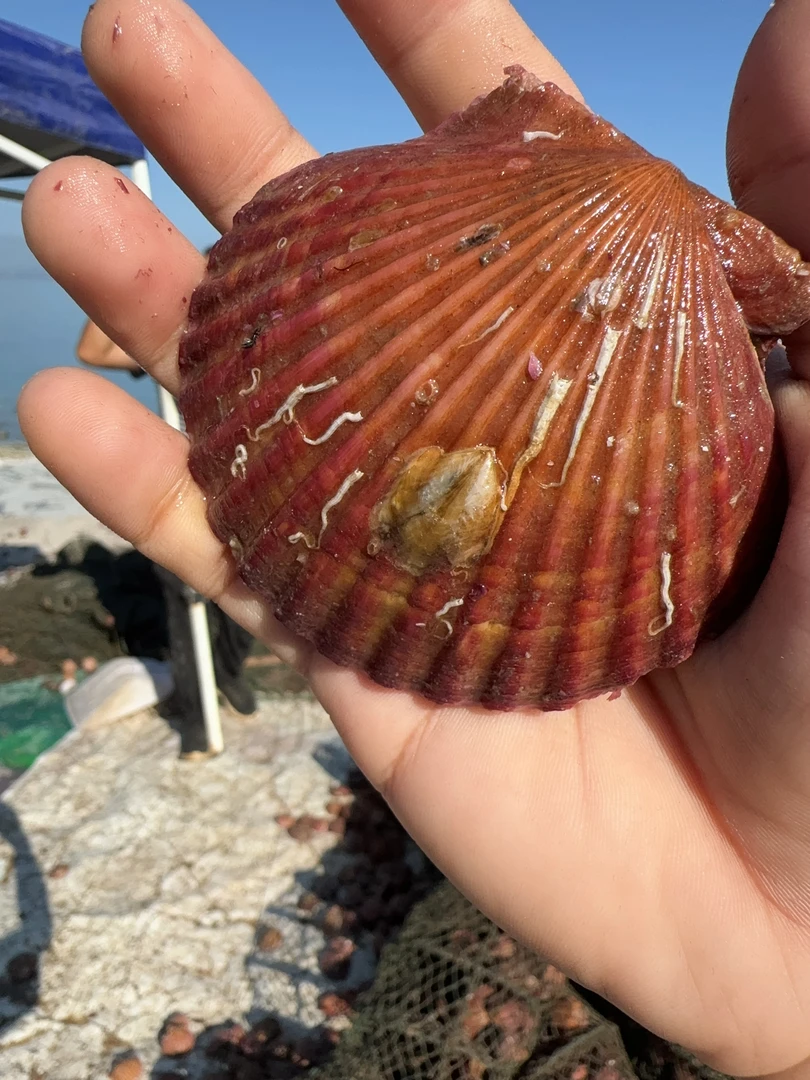 A（送半斤到手5.5斤送料包）鲜活小红贝5.5斤【鲜活发货】