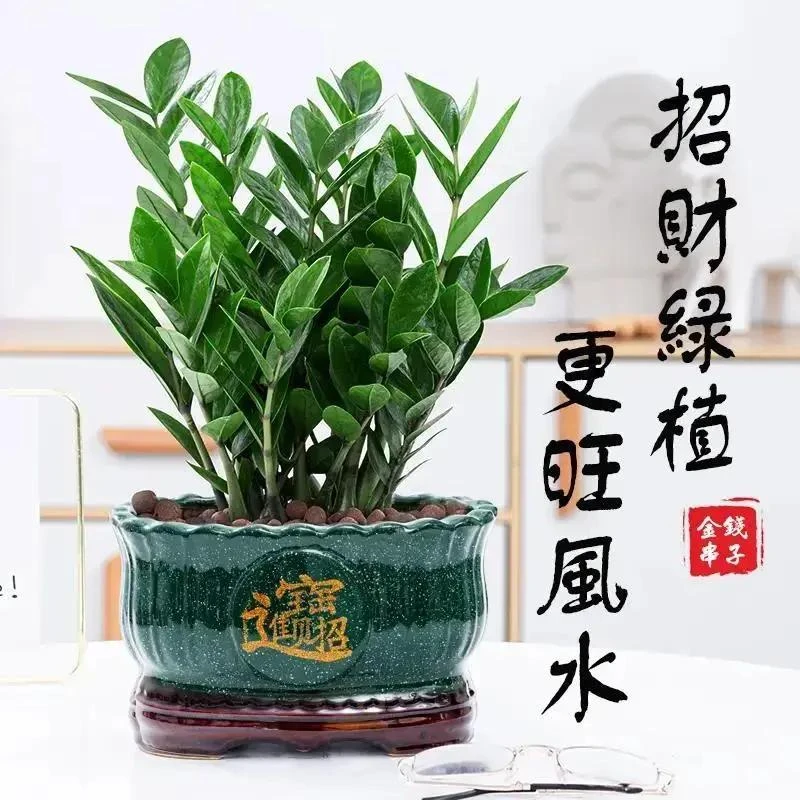 金钱树盆栽纳福植物室内客厅办公室桌面绿植大棵送礼花卉盆景