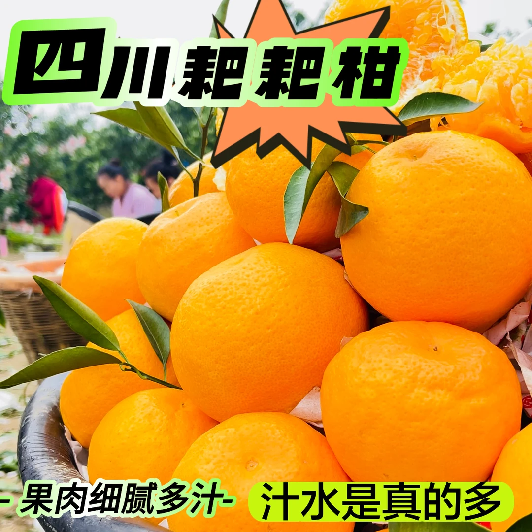 偏冷地区四川正宗耙耙柑新鲜水果丑柑桔爆汁孕妇4.5斤8斤整箱包邮