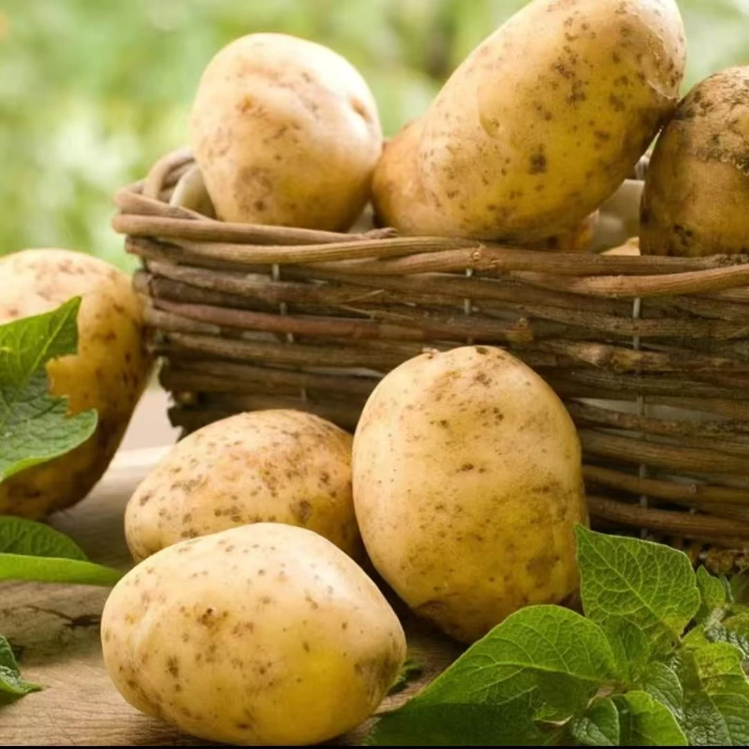 新鲜土豆马铃薯当季现挖现发土豆蔬菜批发