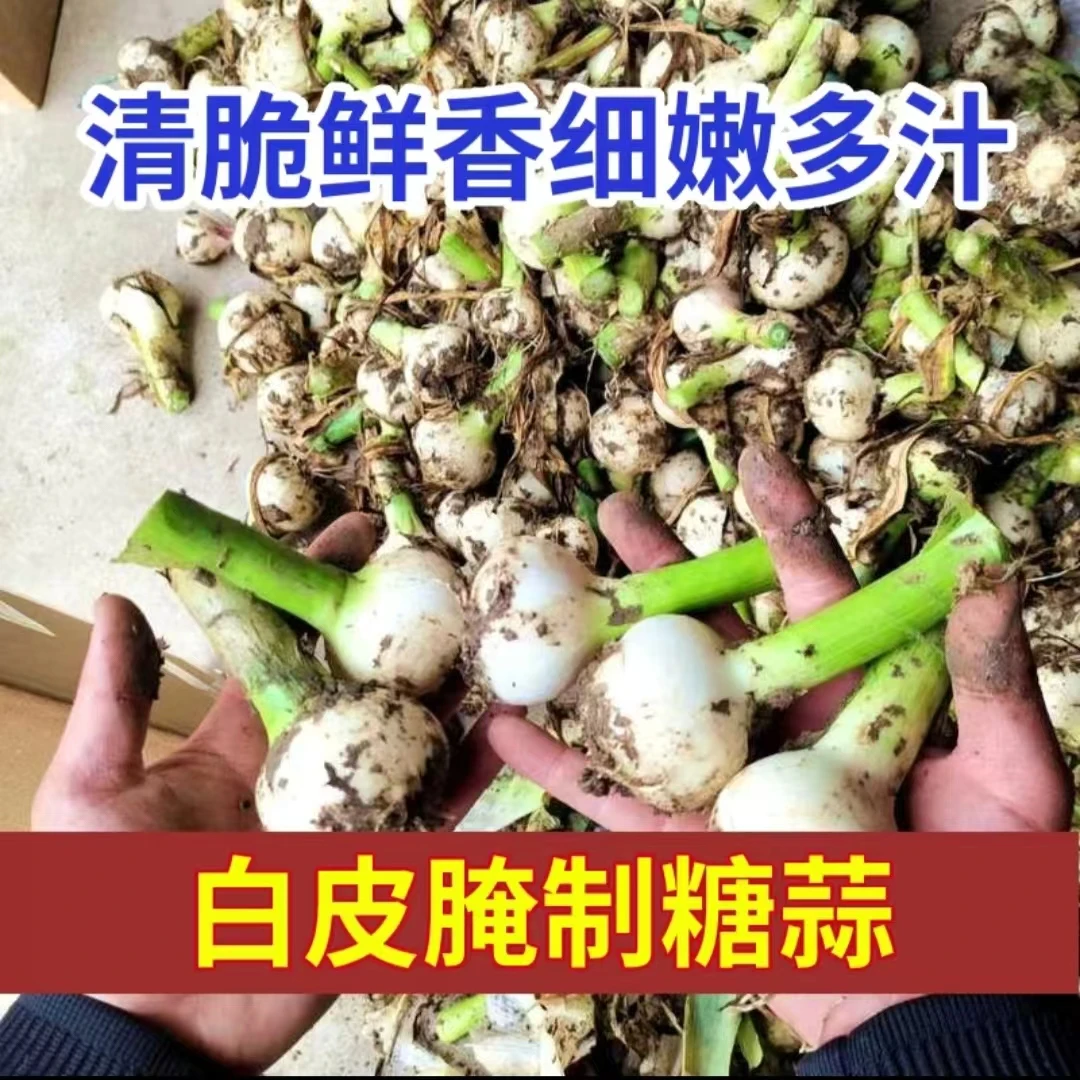 【现挖正宗白皮鲜蒜】新大蒜2024新蒜白皮大蒜头现挖现发当季嫩蒜