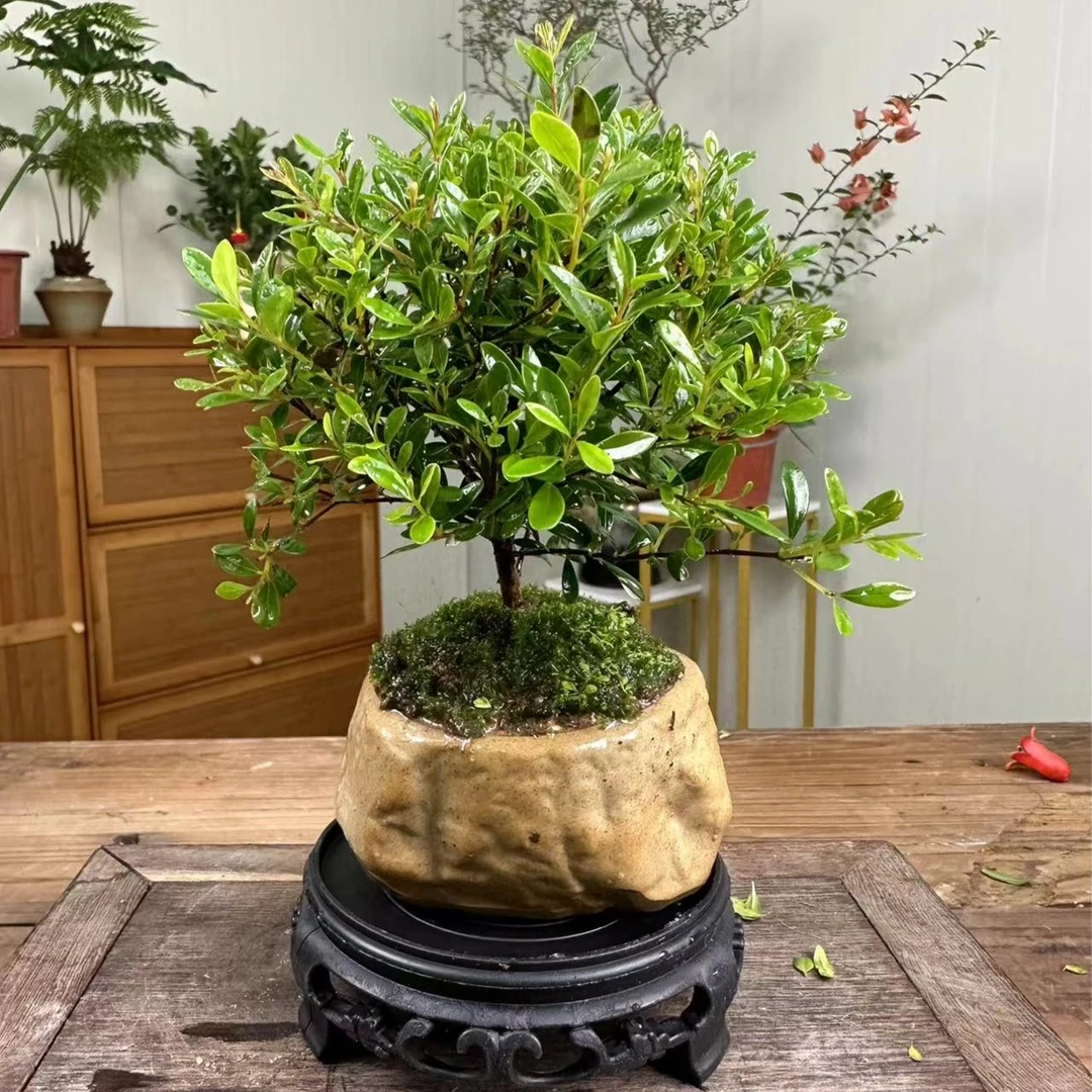 小叶赤楠盆景室内好养绿植盆栽四季常青