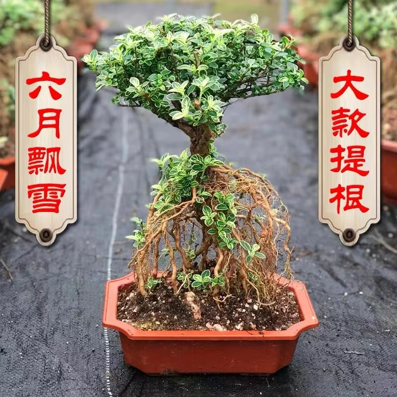 六月雪盆景室内阳台办公室好养绿植盆栽老桩提根四季好养植物