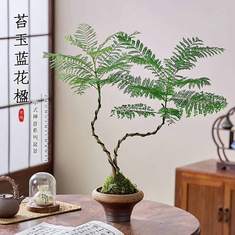 蓝花楹盆栽苔藓球水培植物办公室内阳台桌面四季常青好养绿植花卉