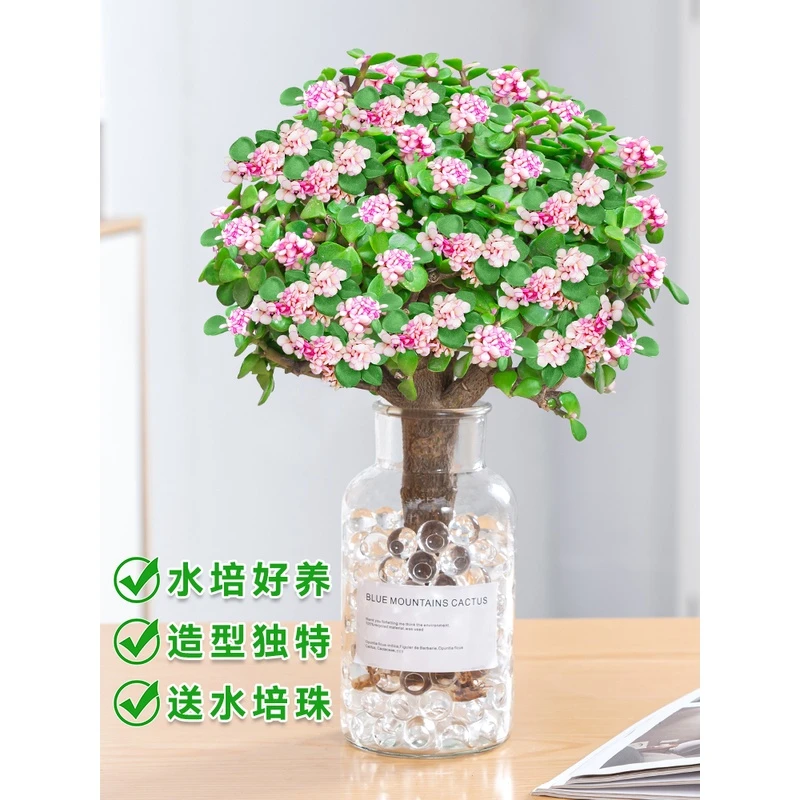 金枝玉叶盆栽水培多肉植物老桩盆景室内办公桌面绿植花卉好养肉肉