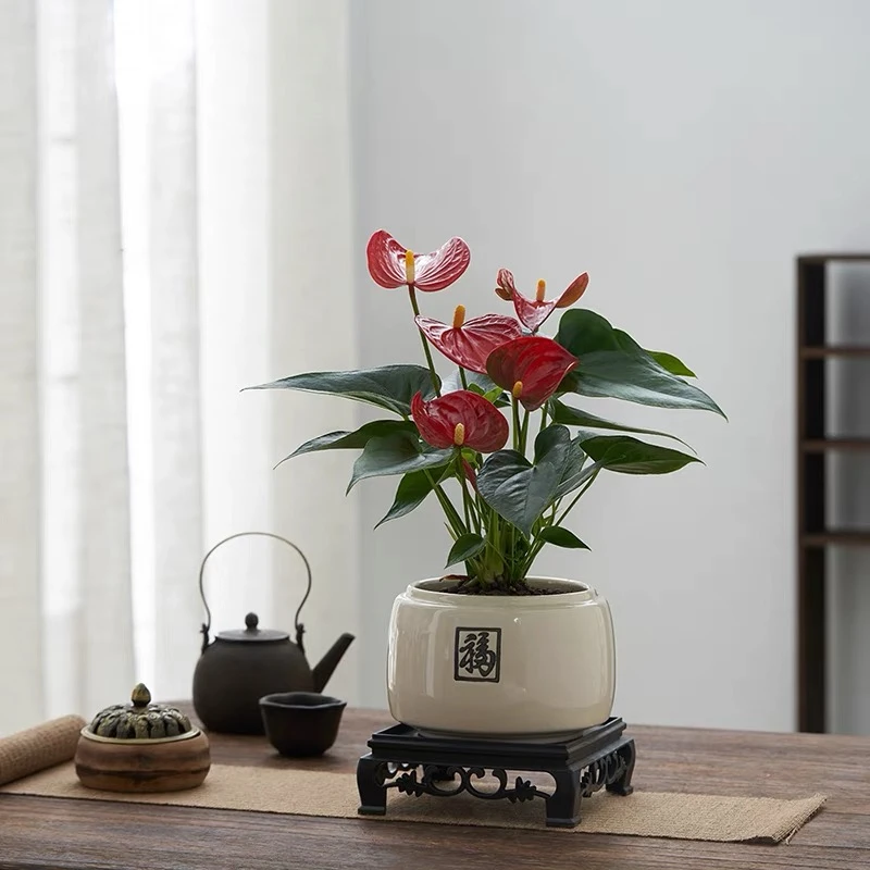 特级红掌盆栽鸿运当头室内花卉四季开花植物客厅办公室桌水培绿植