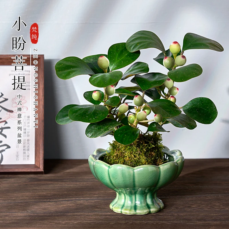 禅意小盼菩提盆栽植物室内花四季客厅观叶办公室绿植好养活盆景树