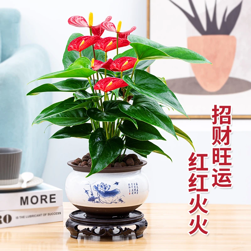 红掌盆栽四季开花卉植物室内带花水培绿植好养鸿运当头一帆风顺