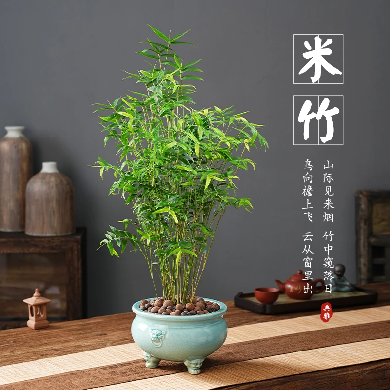 米竹盆栽室内绿植物盆景花卉好养办公室桌面四季常青水培富贵竹子