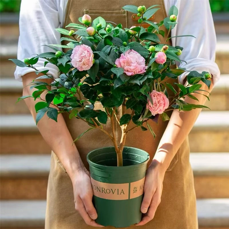 香妃茶花盆栽带花苞山茶树苗室内庭院花卉绿植好养活四季开花植物