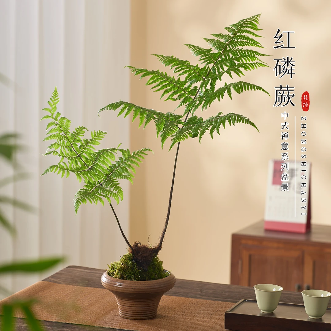 红磷蕨苔藓球蕨类植物绿植室内办公室书房茶几一叶蕨水培好养盆栽
