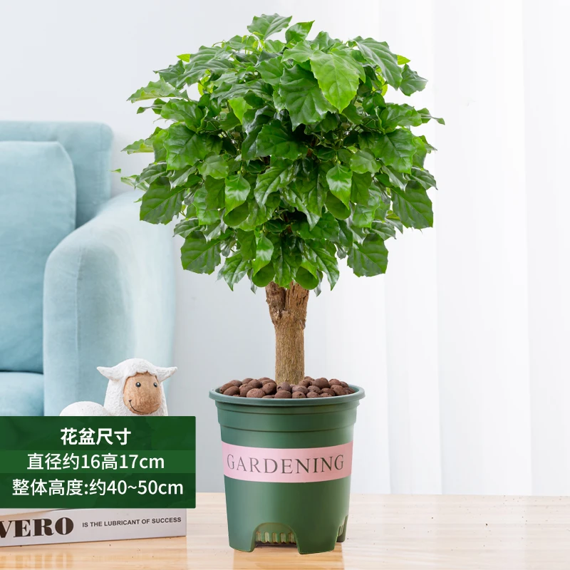 提根幸福树盆栽绿植物室内客厅好养四季常青吸甲醛花卉盆景平安树