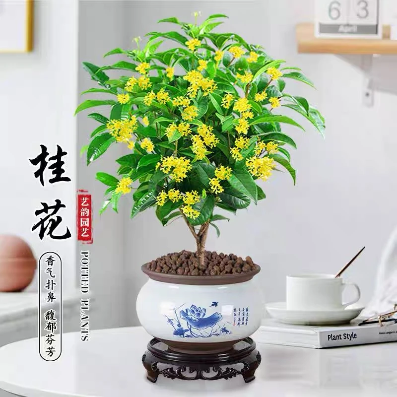 桂花盆栽植物室内花美观开花庭院阳台四季常青办公室庭院植物树苗