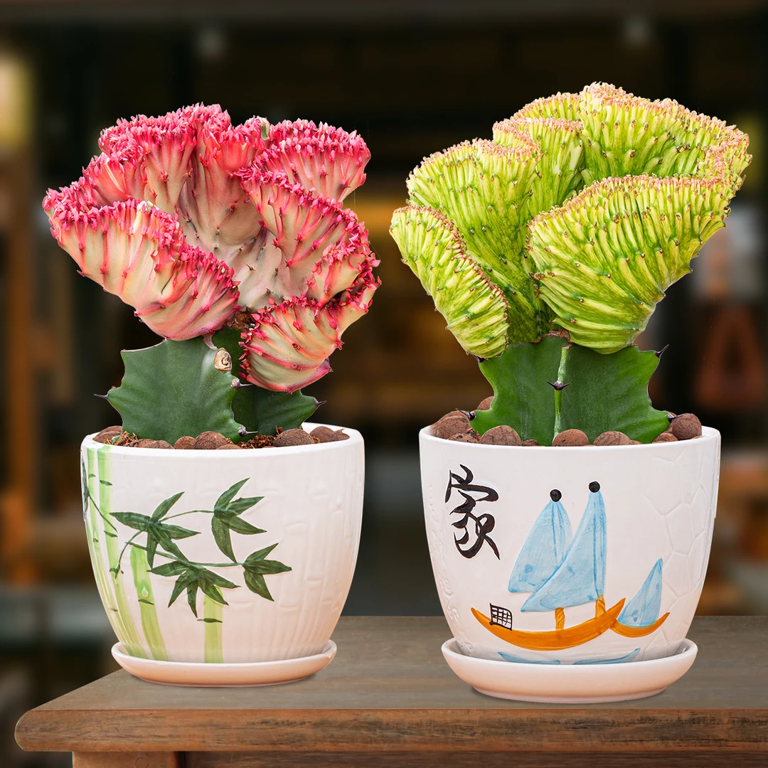彩麒麟盆栽阳台庭院仙人掌植物耐旱好养四季开花多肉植物