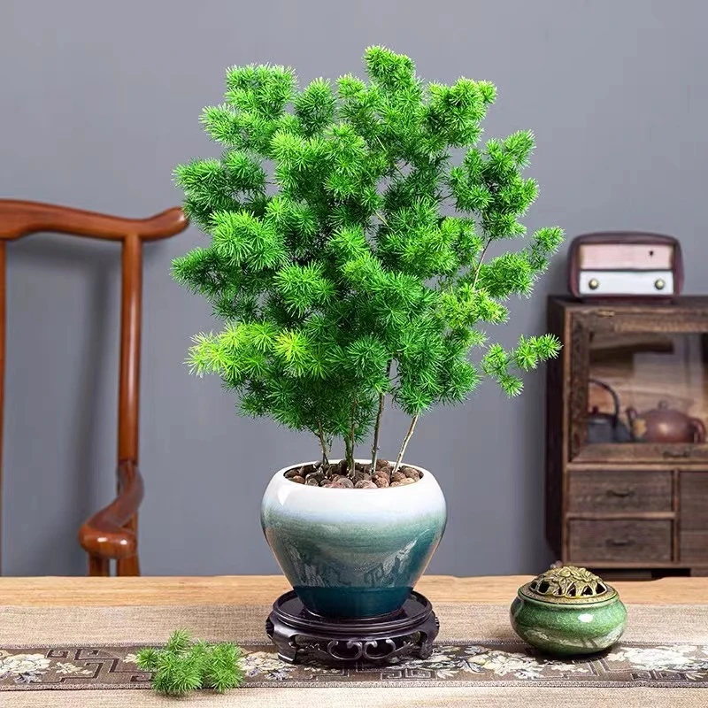 蓬莱松盆栽植物室内老桩花卉绿植桌面好养活客厅迎客松小盆景绿植