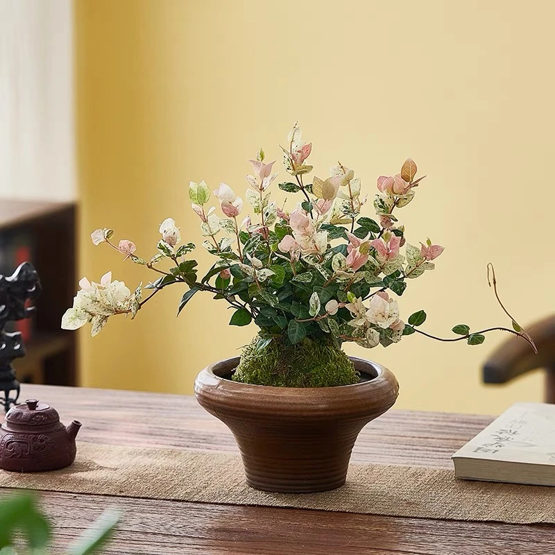 花叶络石水培植物苔藓球茶室办公室桌面盆栽绿植彩色花卉爬藤吊兰