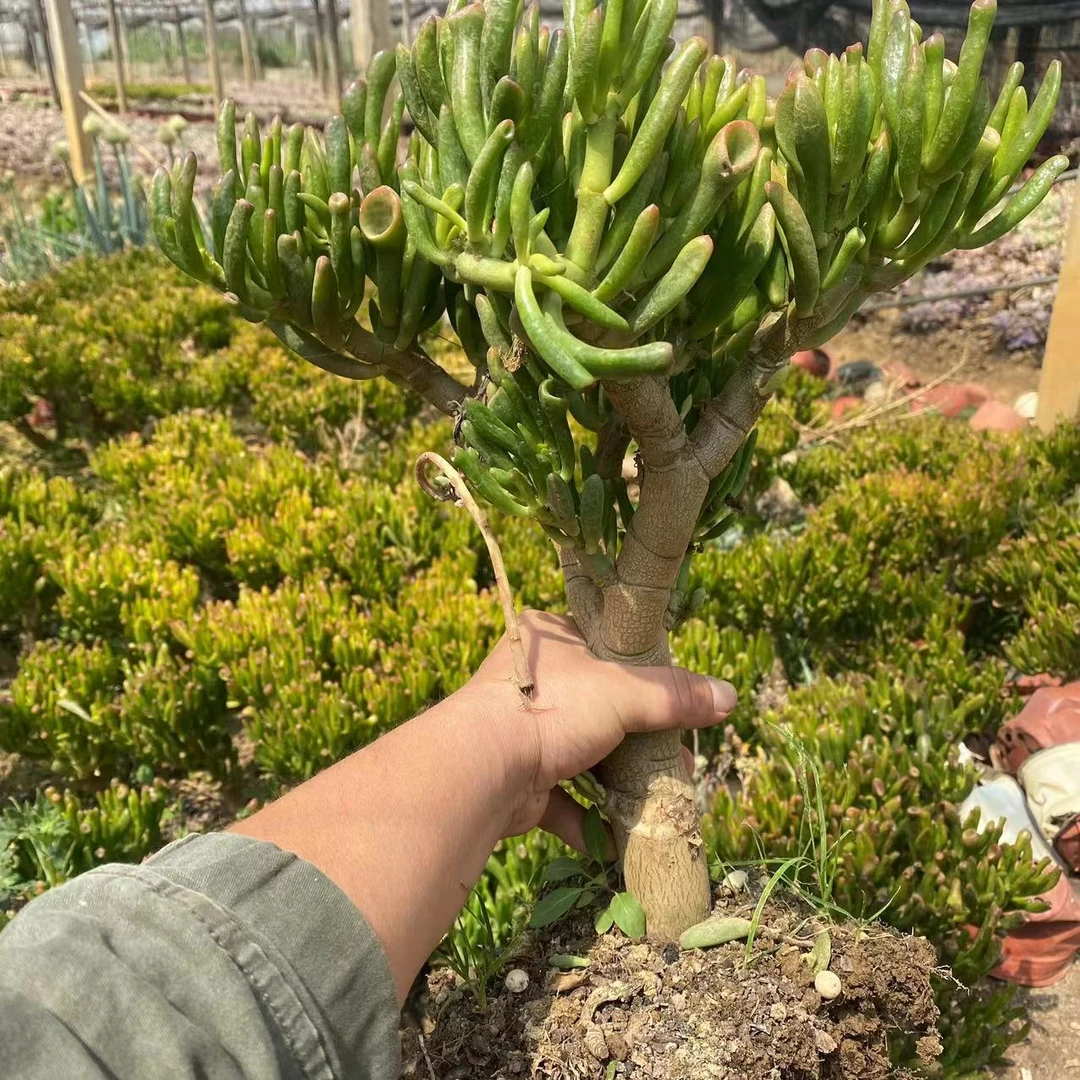 3年老桩吸财树冠幅25左右  多肉植物 新手必备  老手必养品牌直径