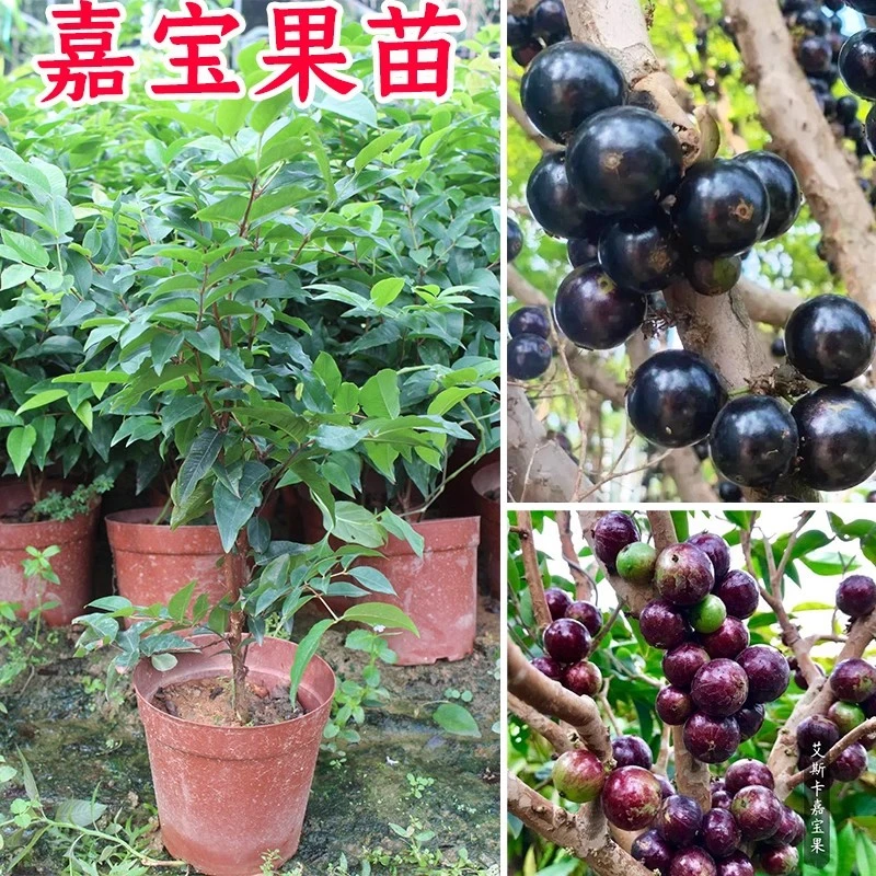 嘉宝果树苗正宗树葡萄苗果树四季艾斯卡沙巴盆栽阳台庭院南北方种
