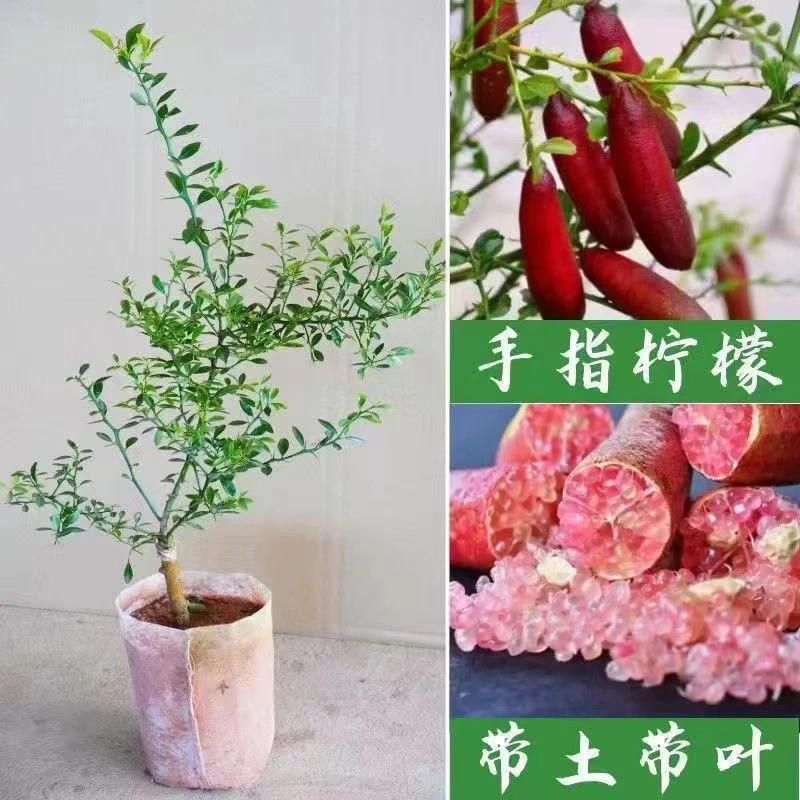 手指柠檬树苗迷你水果鱼子酱红肉柠檬指橙柠檬苗带土带叶地栽盆栽