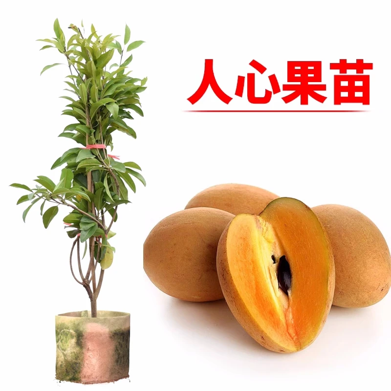 人心果苗树苗珍贵树苗盆栽南方人参果苗人心果树苗盆栽地栽庭院