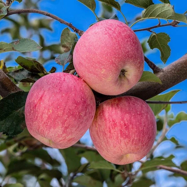 灵宝高山苹果水果红富士礼盒当季寺河山新鲜10斤20斤整箱产地直发