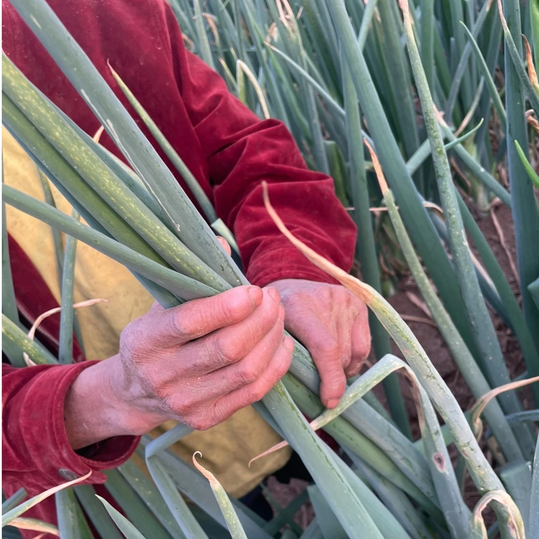 【栾小帮】精品章丘大葱王 高白脆甜 和人一样高！