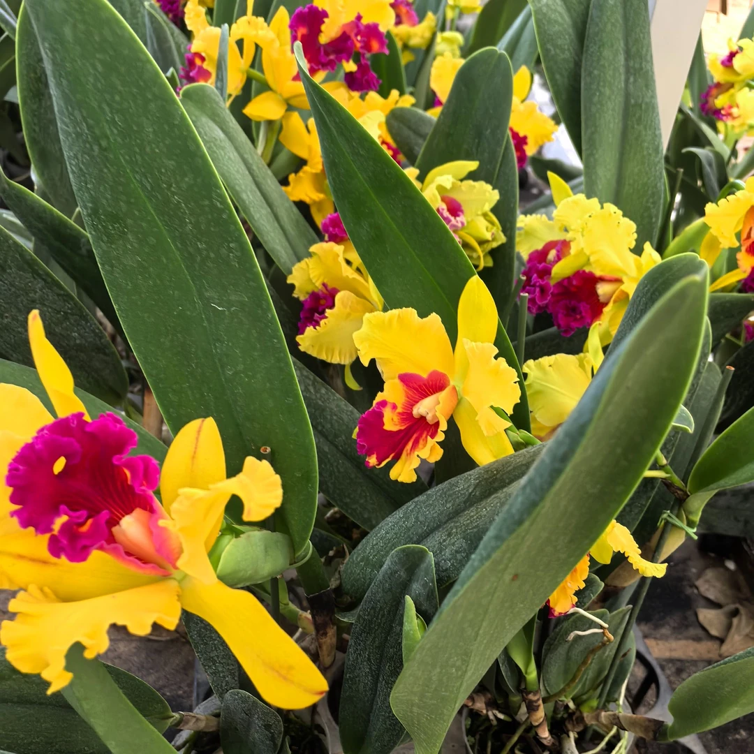 卡特兰（金丝雀）+樱花