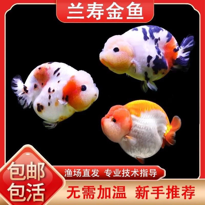 兰寿金鱼观赏鱼冷水鱼耐活好养 宠物鱼发货保活到家