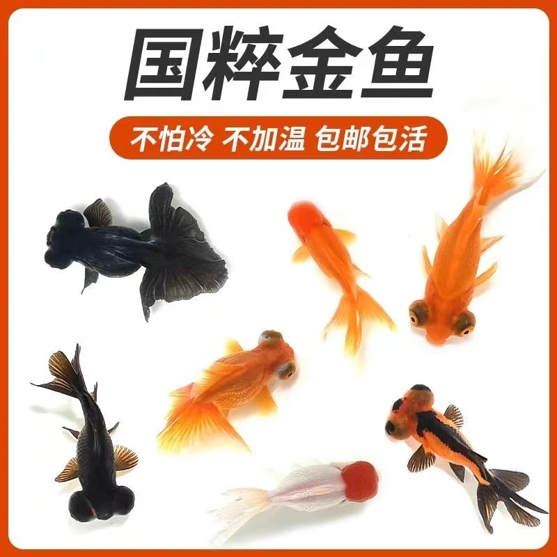 （顺丰包邮）冷水金鱼观赏鱼活体宠物金鱼混搭颜色渔场发货