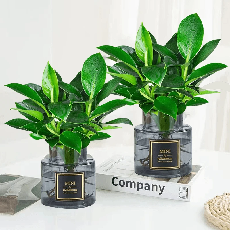 【净化空气】绿公主水培金钻盆栽室内花卉植物桌面绿植四季青吸甲醛