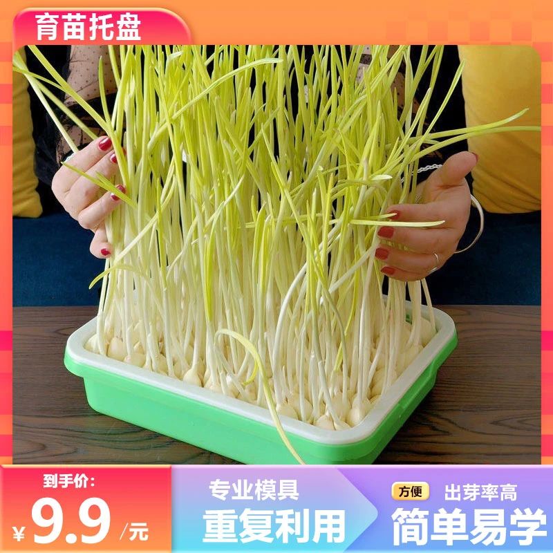 【加厚升级款】芽苗菜育苗盘水培阳台无语栽培种蒜神器豆芽盘家用