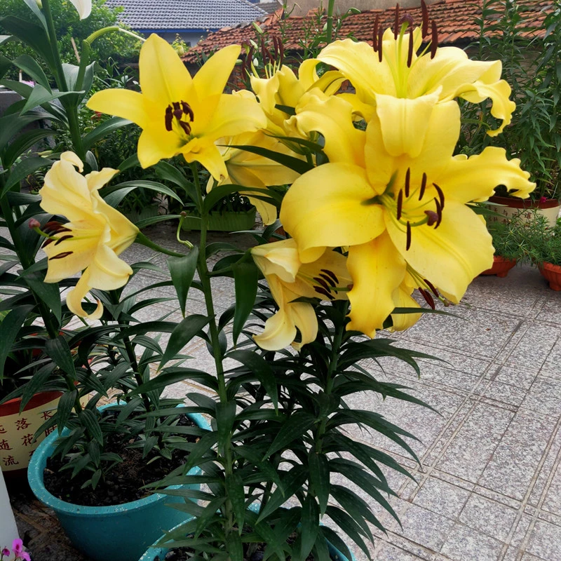 乔乔花屋 1粒皇帝22/24cmOT系列黄色单瓣浓香 不带盆土现货