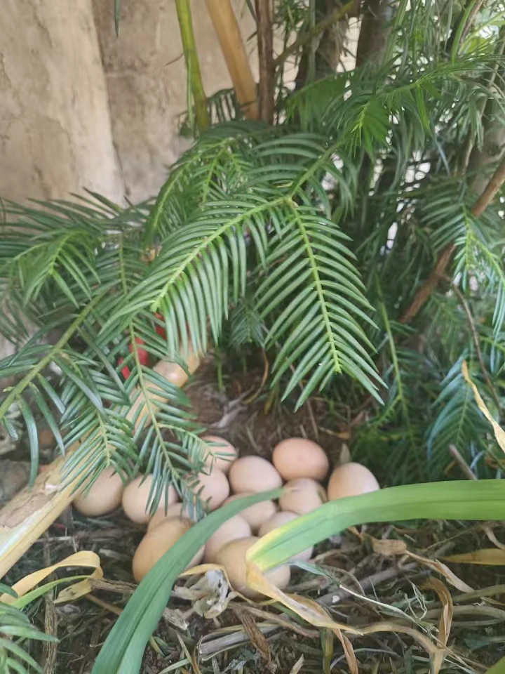 云南昭通高山土鸡蛋