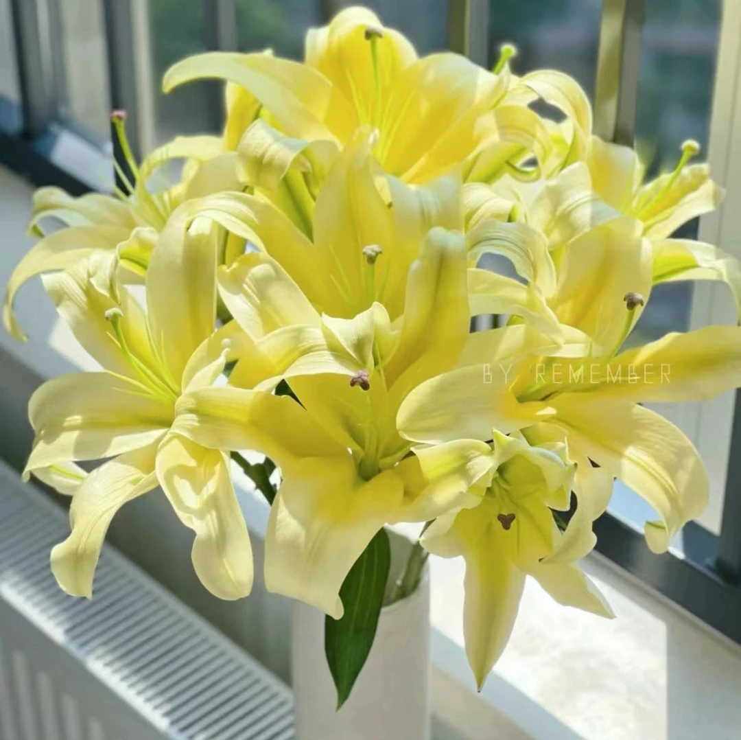 皇帝百合（浓香）      一单包邮两单升级顺丰或德邦空运