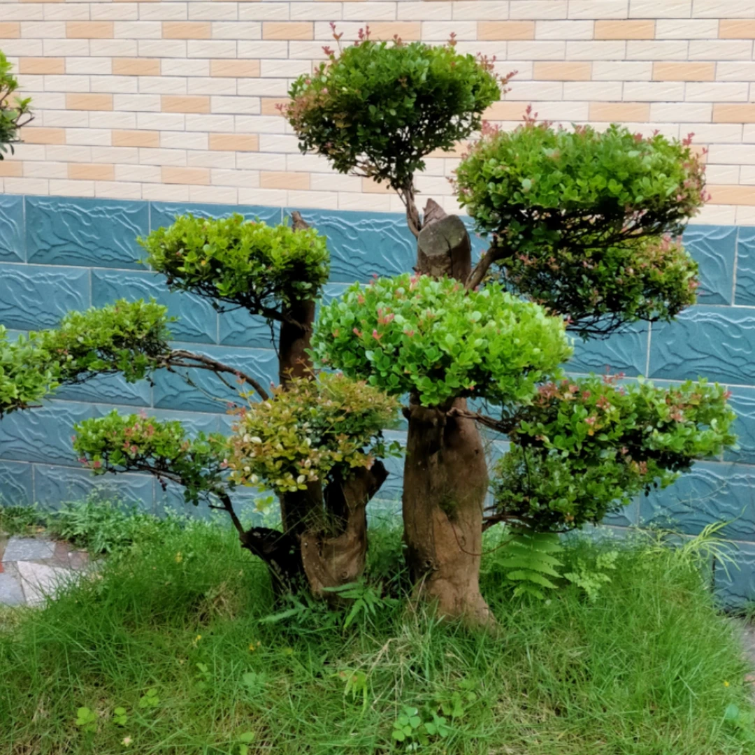 小叶红芽三叶赤楠映山红杜鹃紫薇乌饭吊茄子等野生山采精品老桩