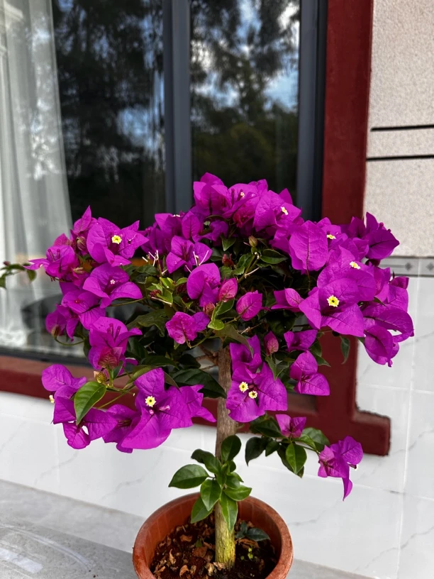 云南三角梅盆栽易养活（掉花掉叶路途遥远缺水会打蔫介意勿拍）