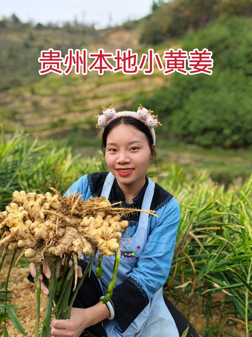 贵州本地小黄姜2024新鲜上市香辣十足500克包邮