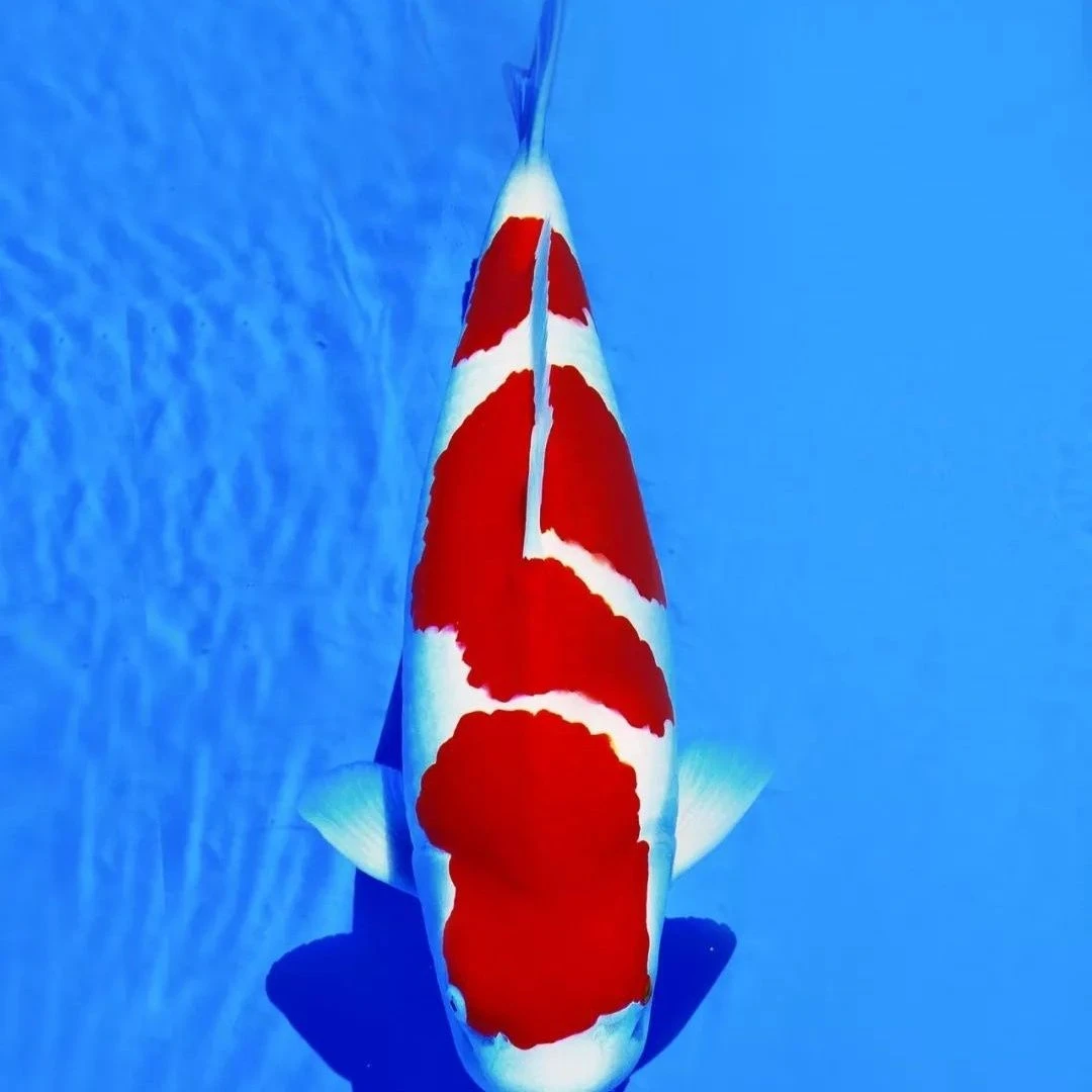 直播下单链接—精品锦鲤活体发货好养耐活