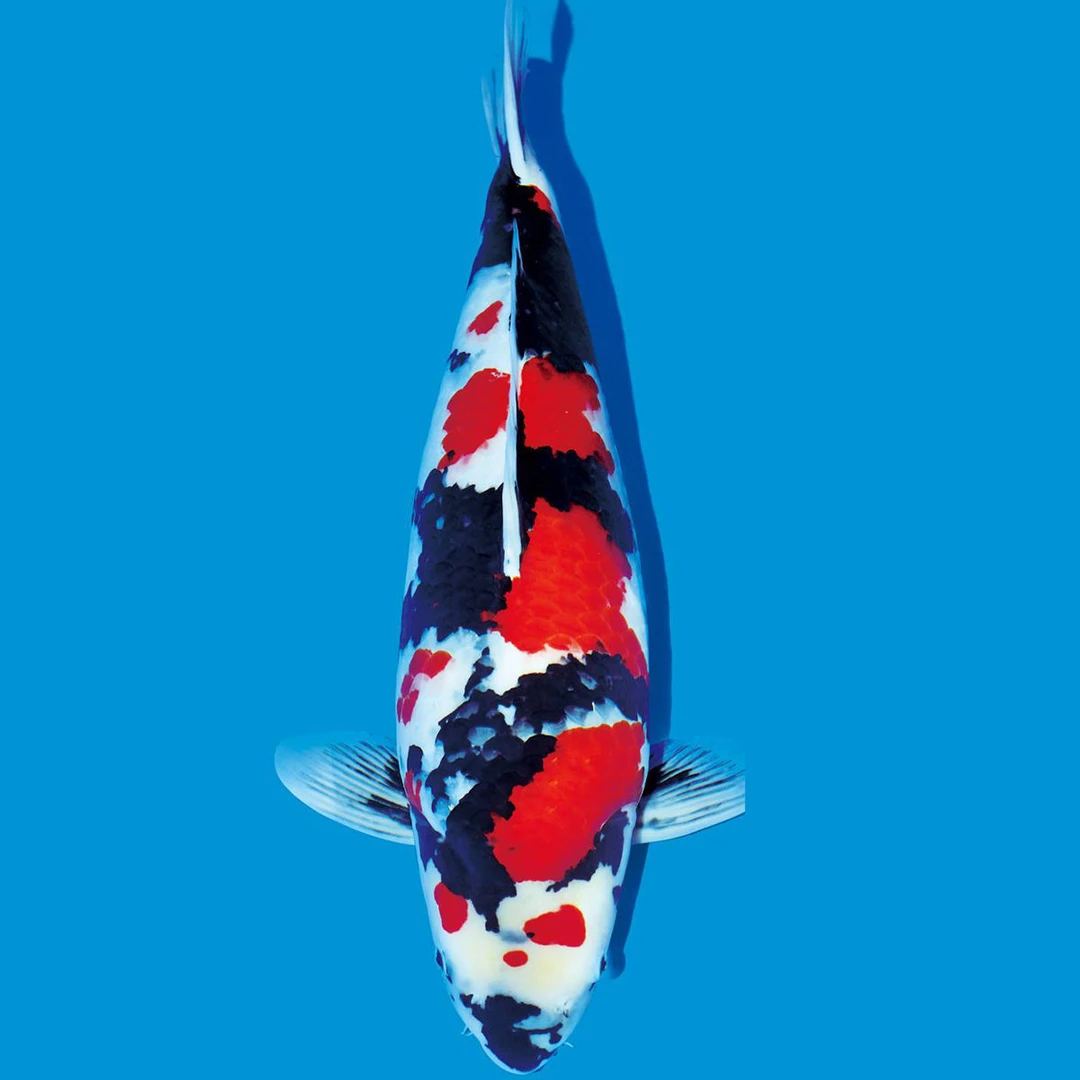 大正三色锦鲤观赏鱼养鱼饲养发货活体活体