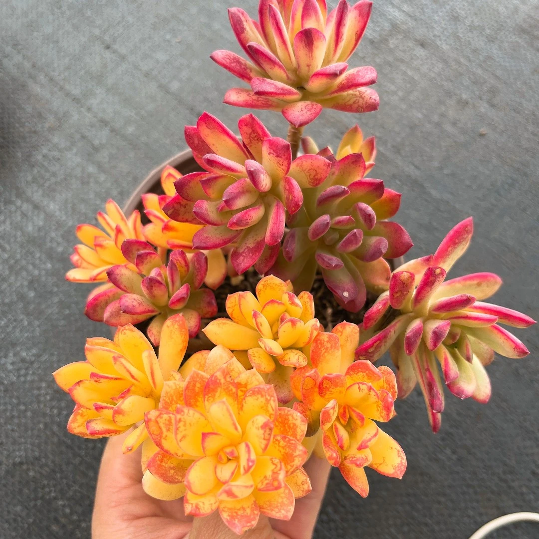 米淇家 七彩叮当锦多肉2颗【新手好养活】