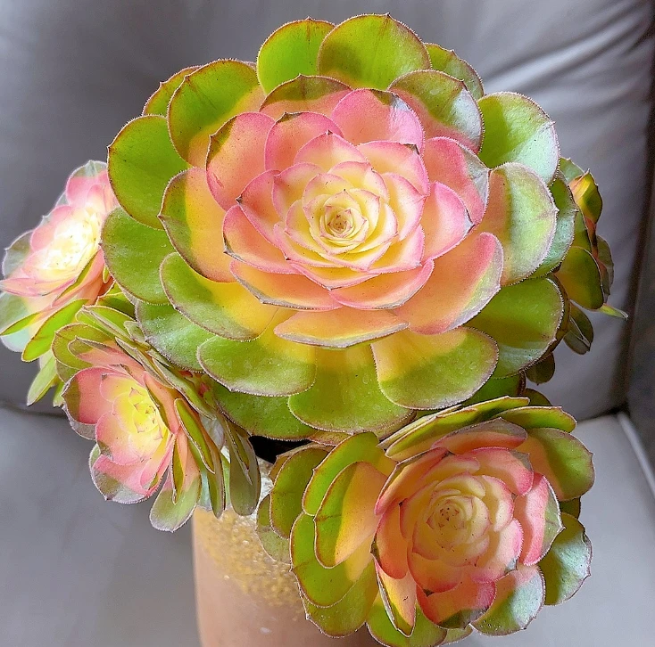 米淇家的老桩酒杯玫瑰法师多肉植物脱土发货